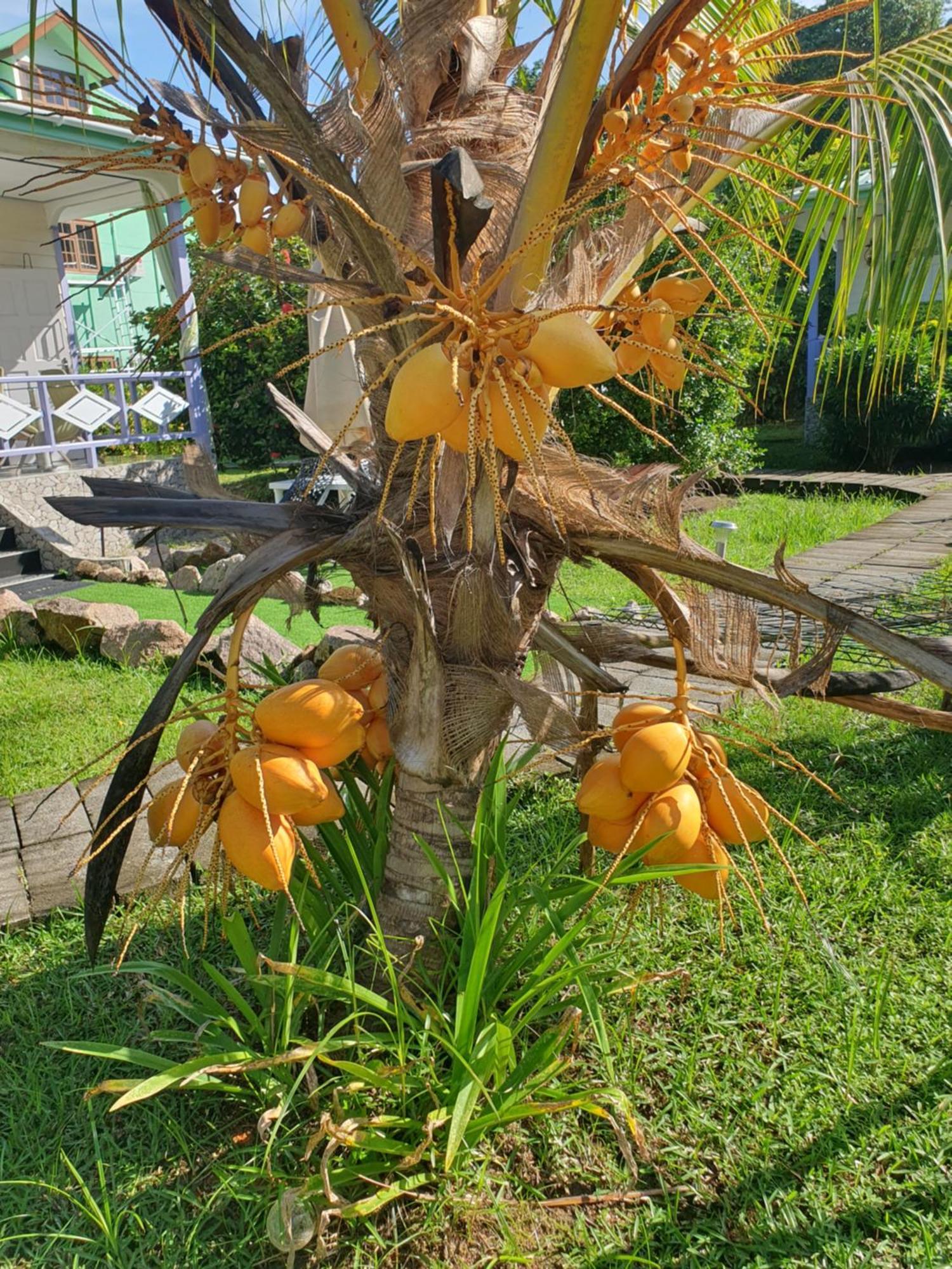 Agnes Cottage - Emerald La Digue Buitenkant foto